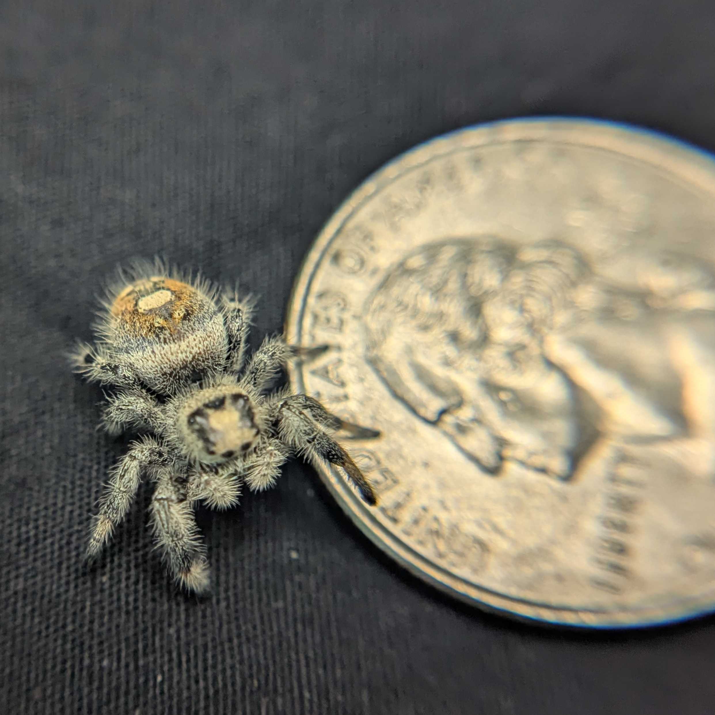 Regal Jumping Spider "Crepe"