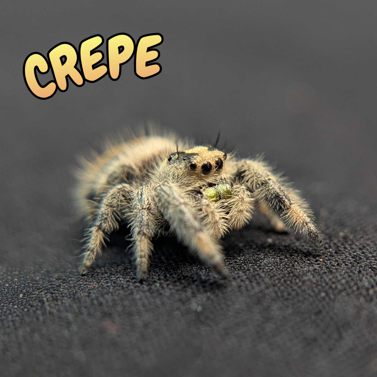 Regal Jumping Spider "Crepe"