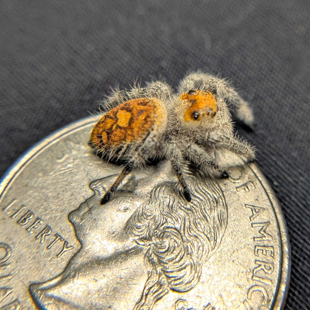 Regal Jumping Spider "Mandarin"
