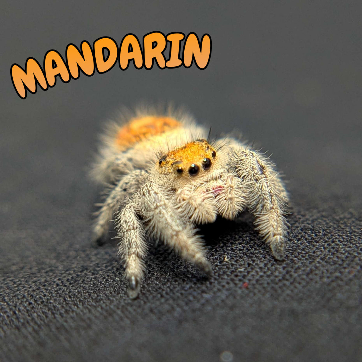 Regal Jumping Spider "Mandarin"