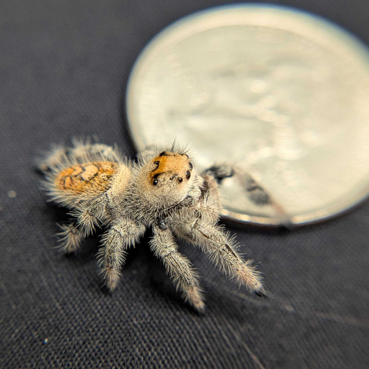 Regal Jumping Spider "Dragon Fruit"