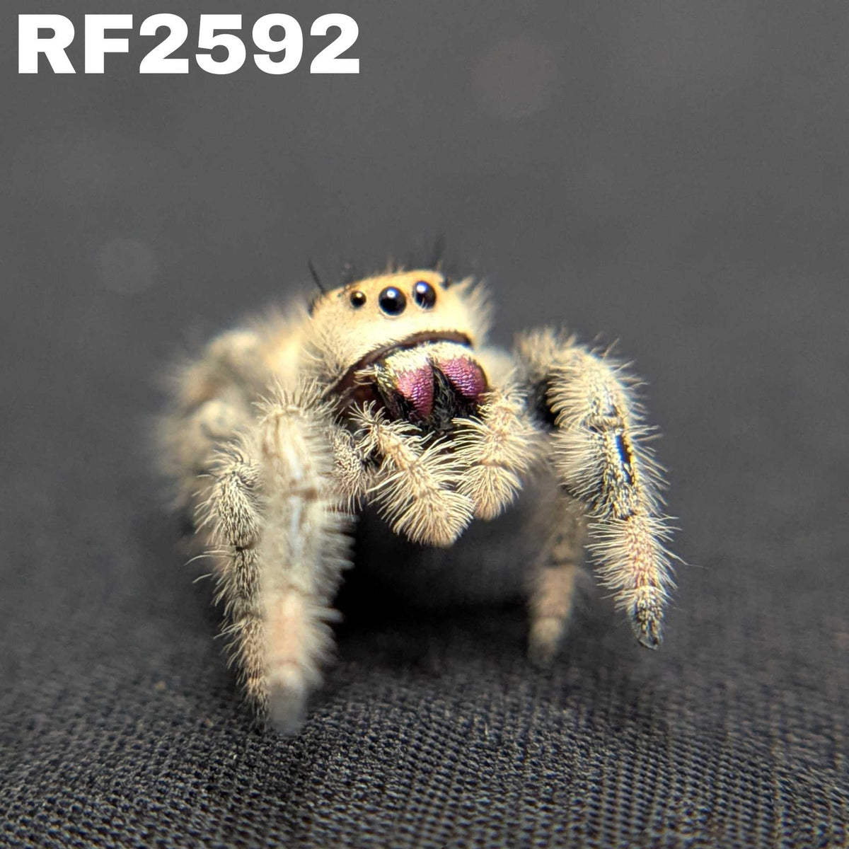 Regal Jumping Spider "Dragon Fruit"