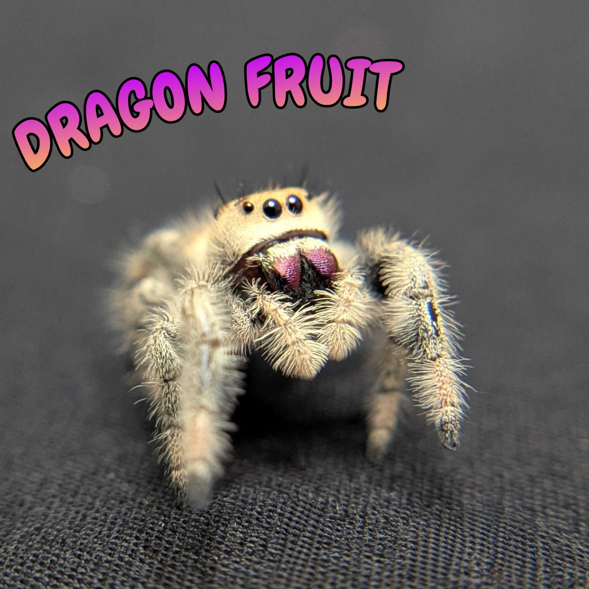 Regal Jumping Spider "Dragon Fruit"