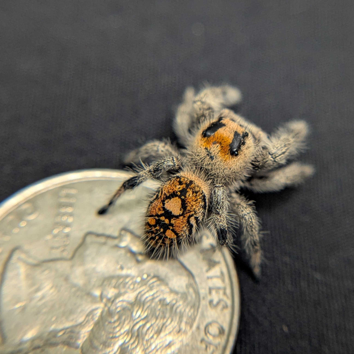 Regal Jumping Spider "Hippy"