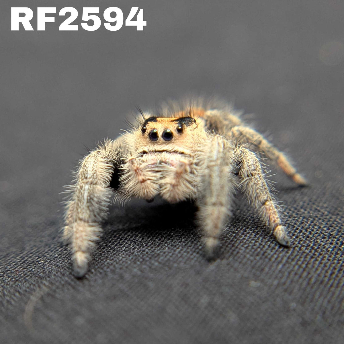Regal Jumping Spider "Hippy"