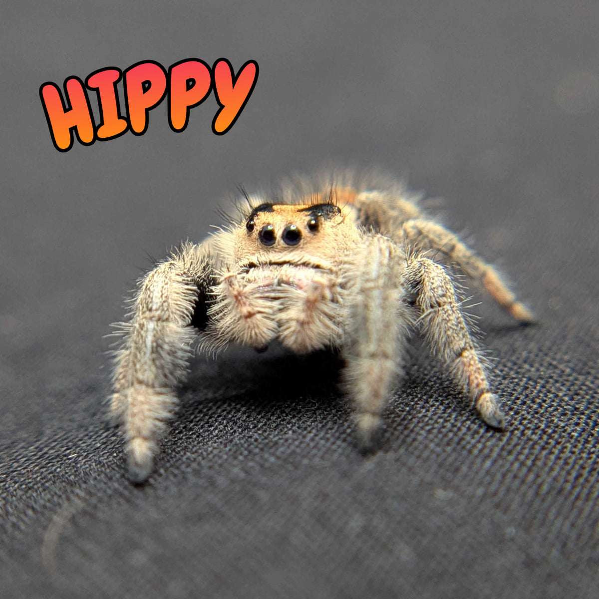 Regal Jumping Spider "Hippy"