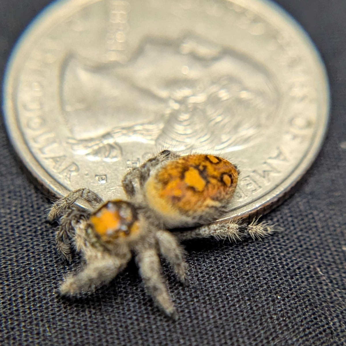 Regal Jumping Spider "Jazz"
