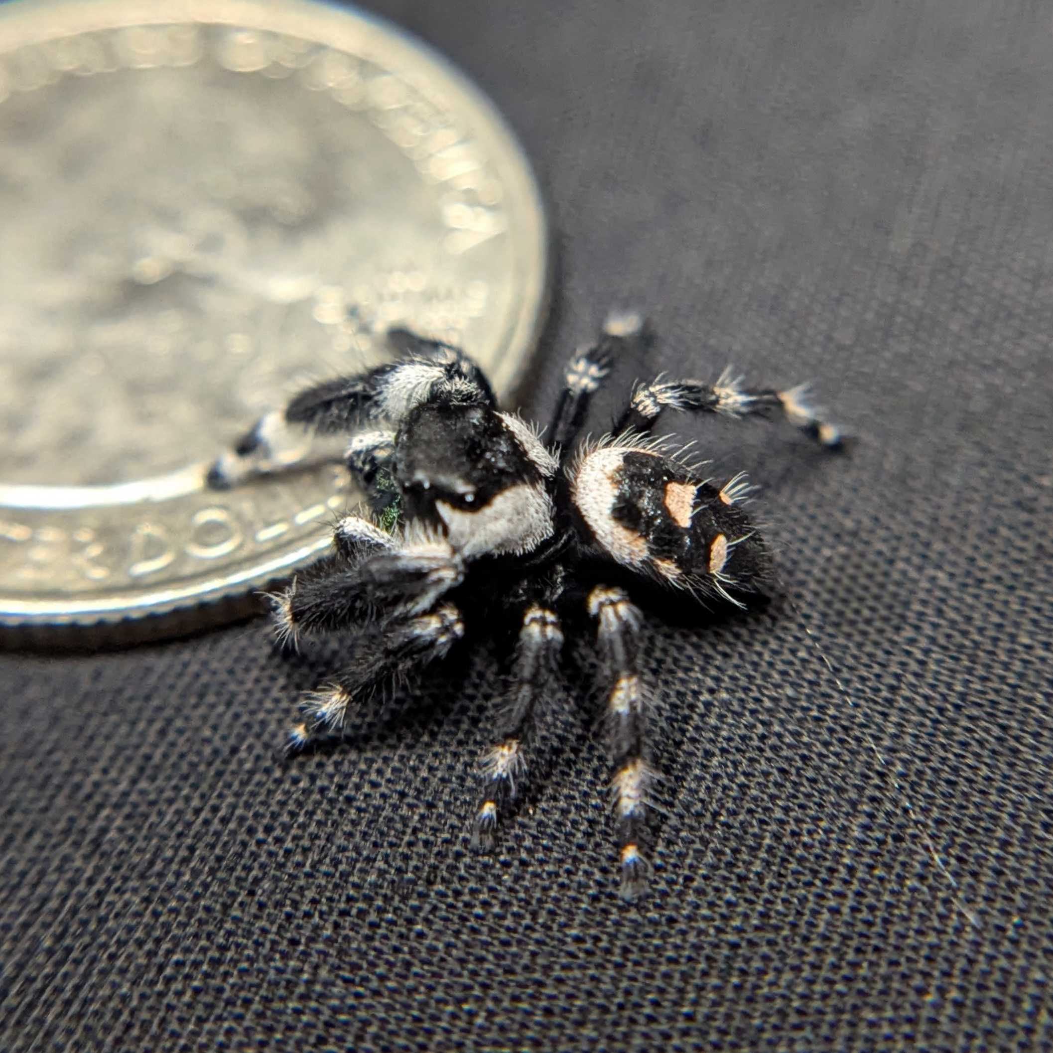 Audax Bryantae Jumping Spider “Foster”