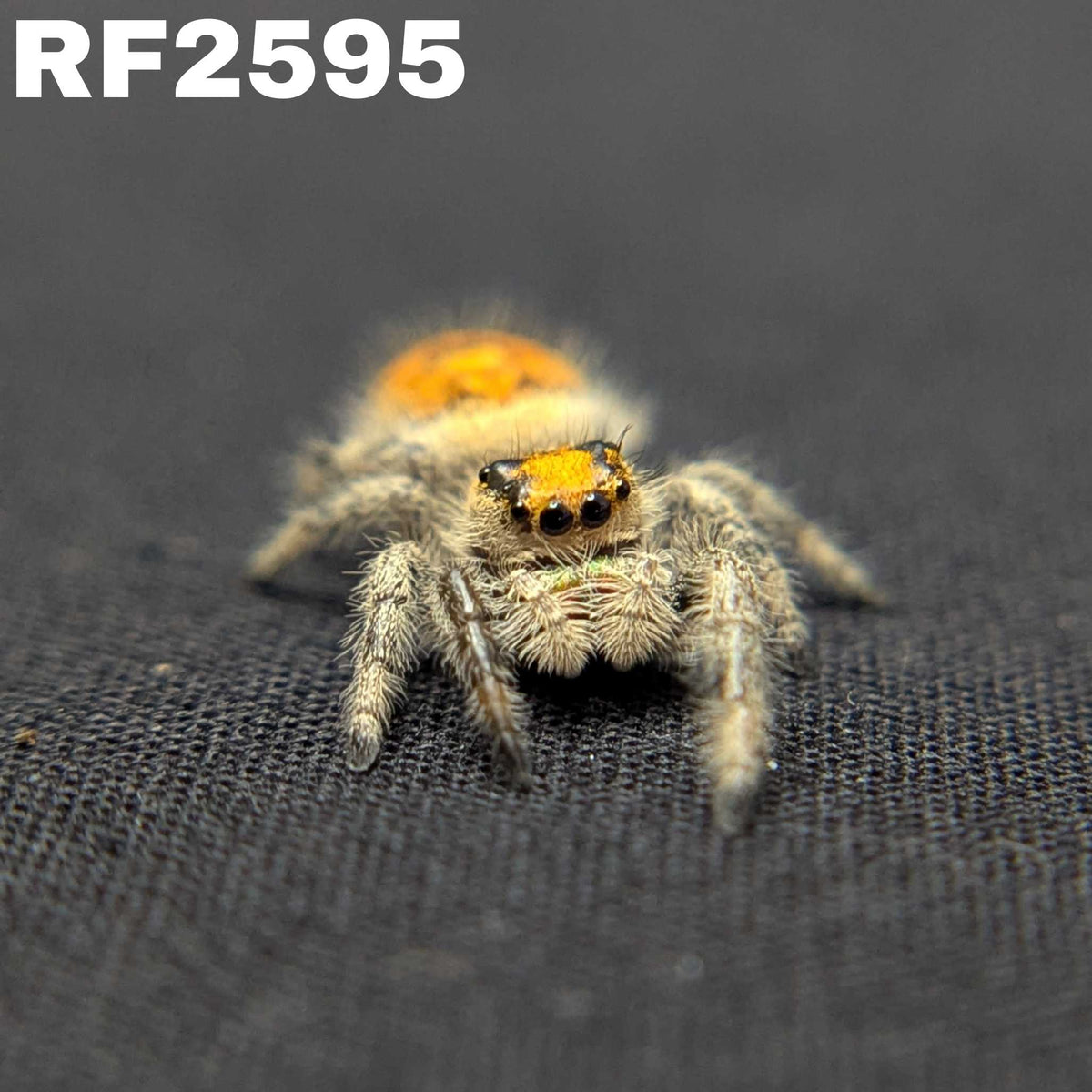 Regal Jumping Spider "Jazz"