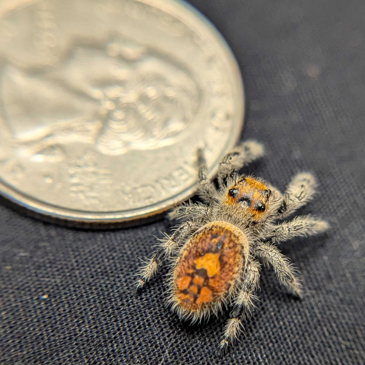Regal Jumping Spider "Bambi"