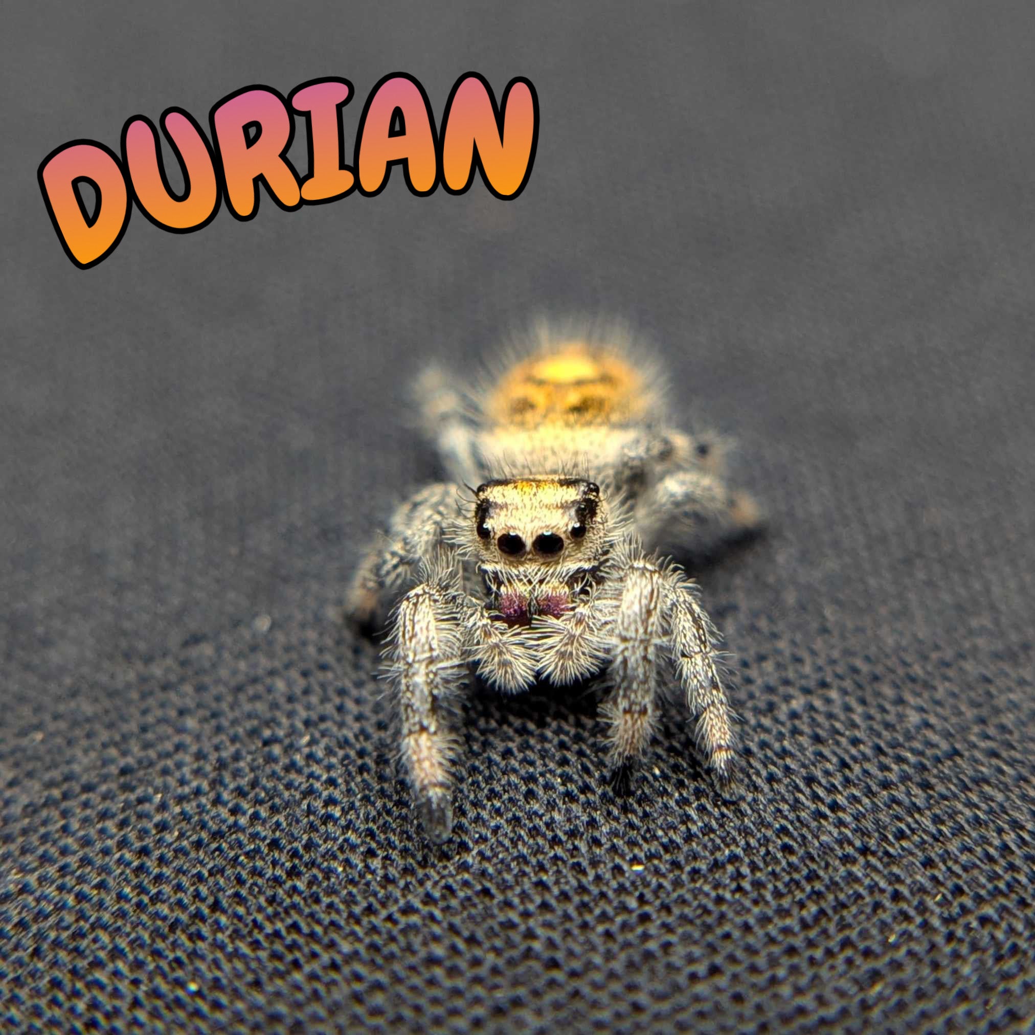 Regal Jumping Spider “Durian”