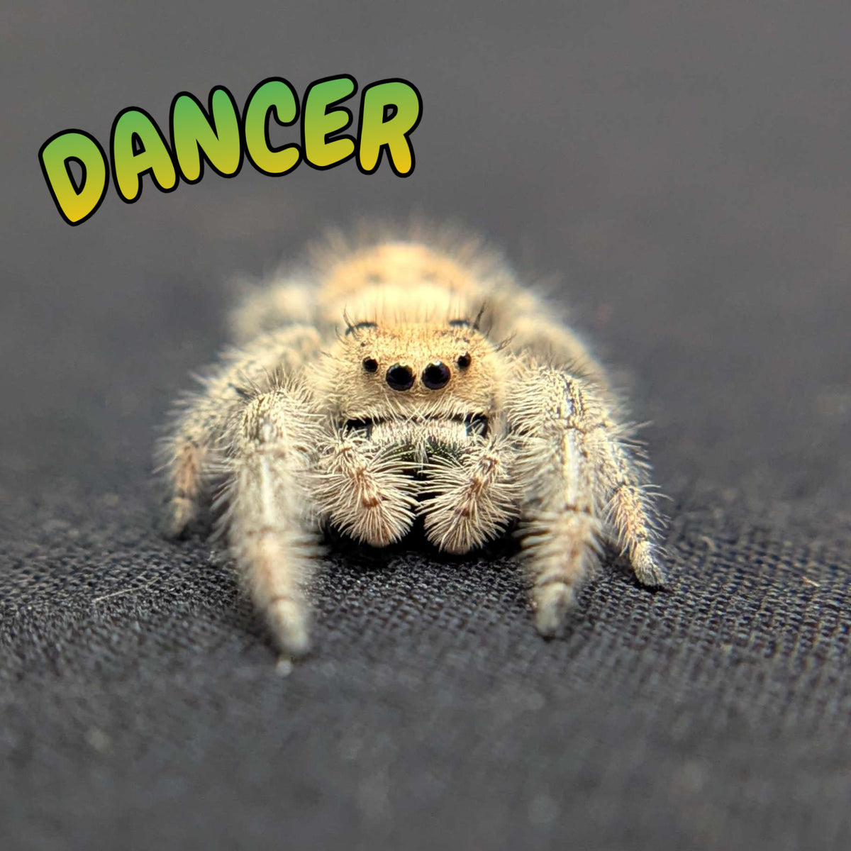 Regal Jumping Spider "Dancer"