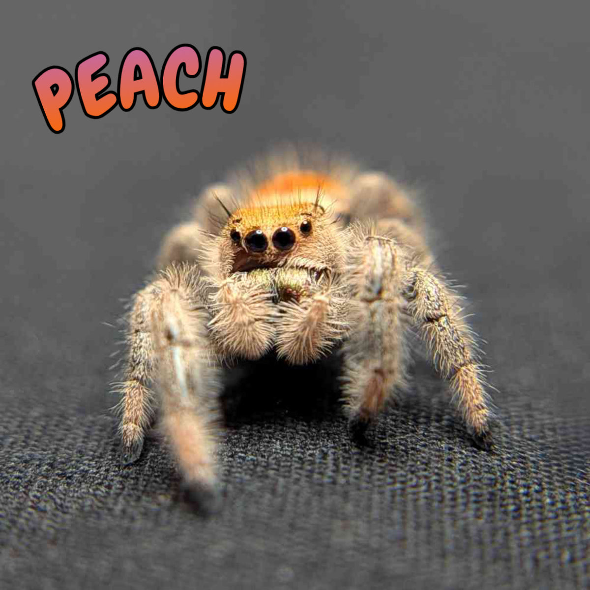 Regal Jumping Spider "Peach"