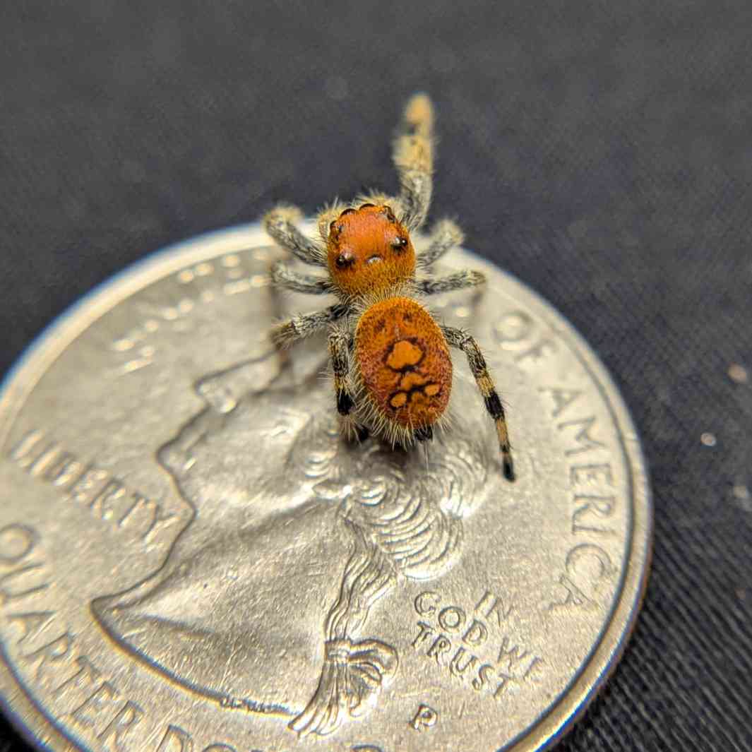 Regal Jumping Spider "Golden"