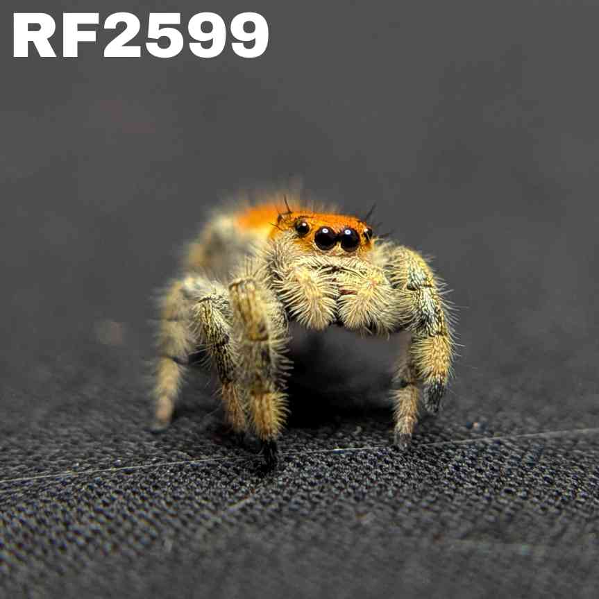 Regal Jumping Spider "Golden"