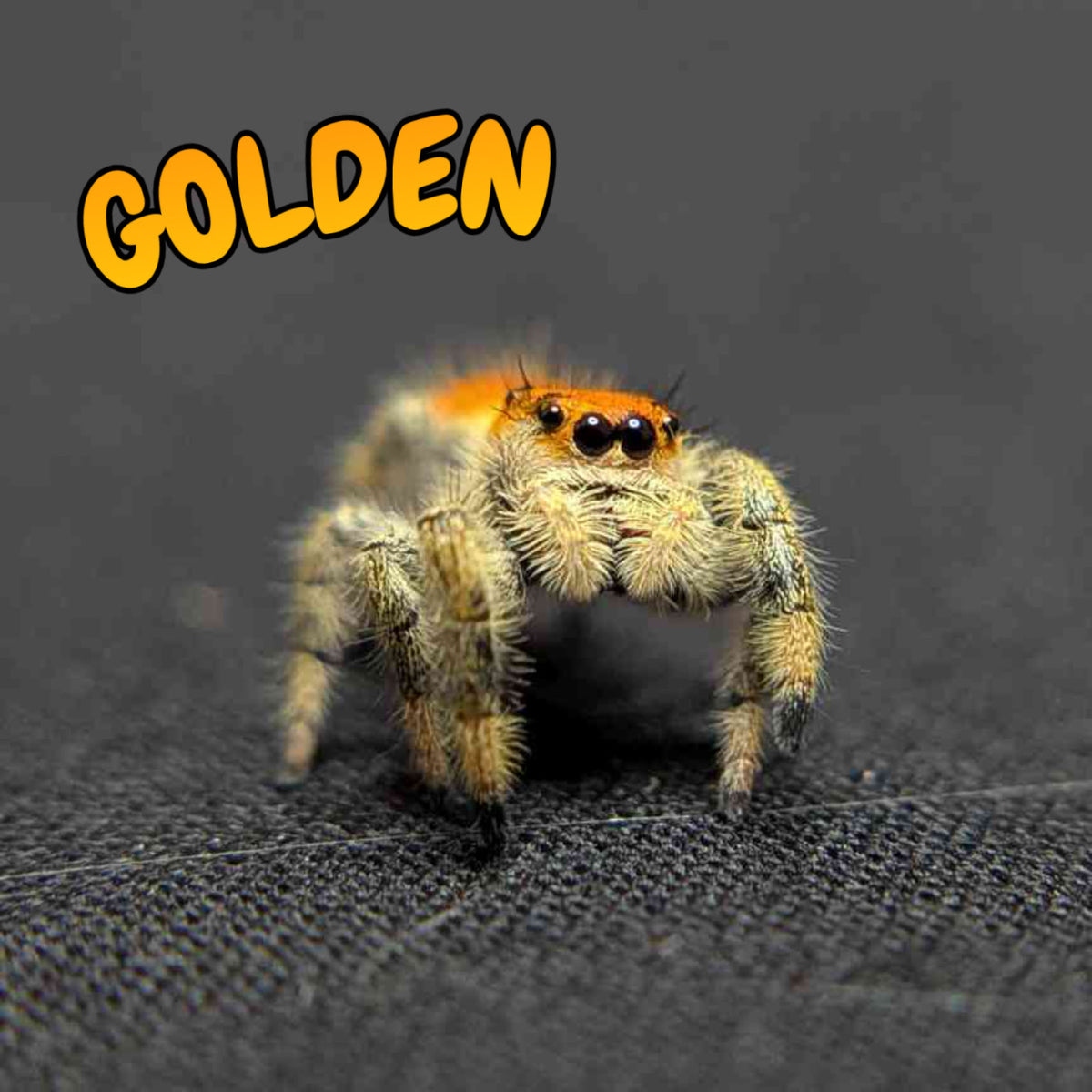Regal Jumping Spider "Golden"