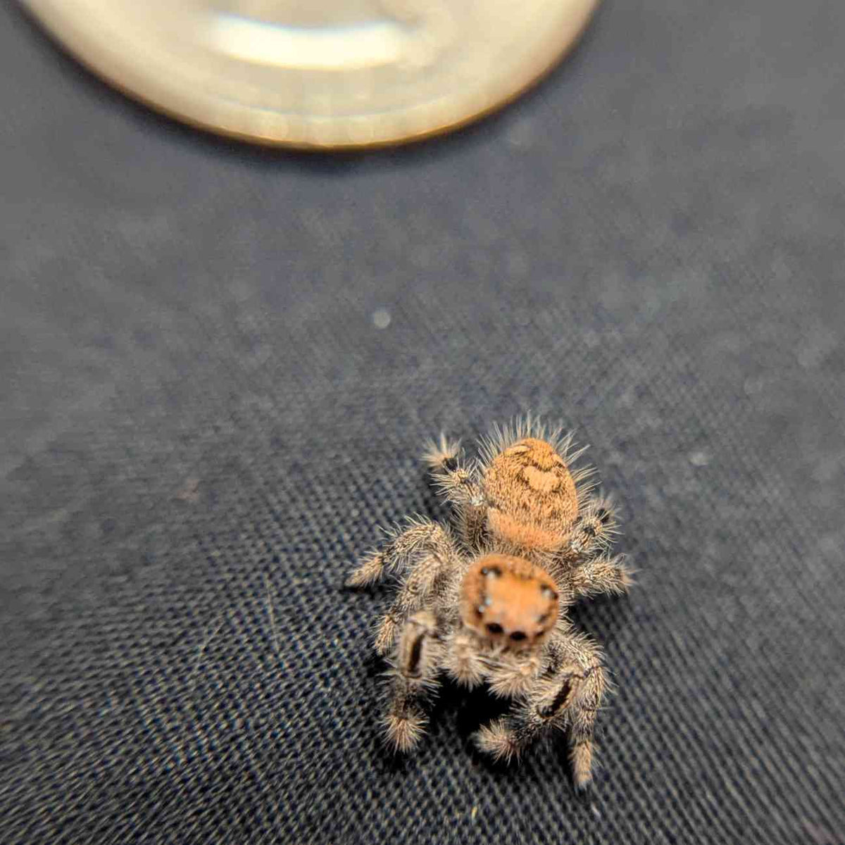 Regal Jumping Spider "Paradise"