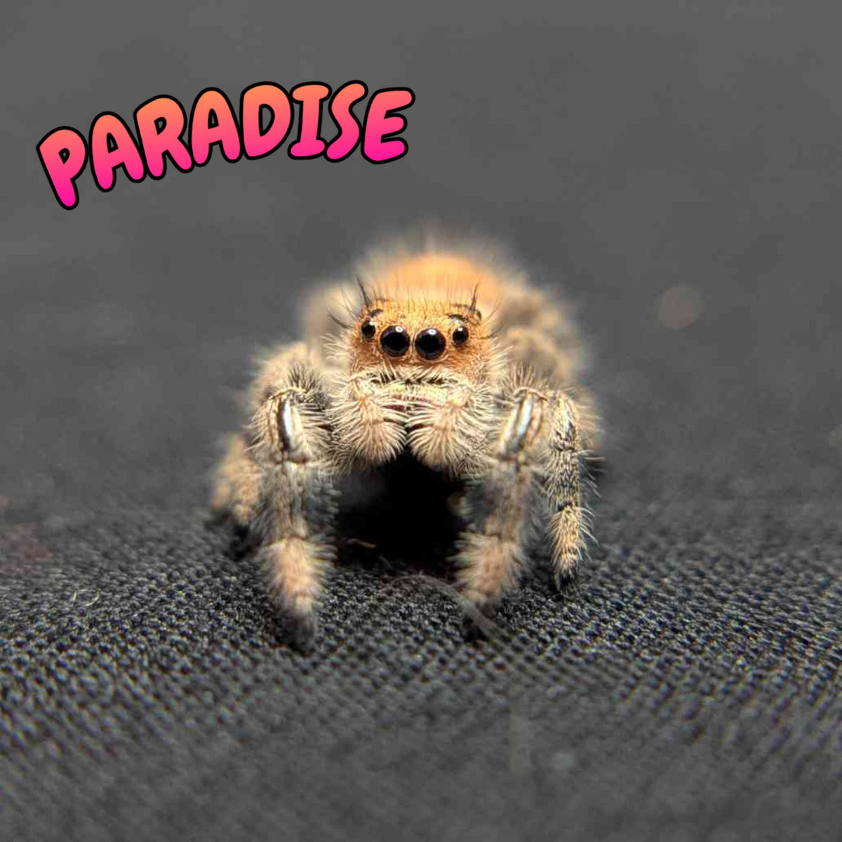 Regal Jumping Spider "Paradise"