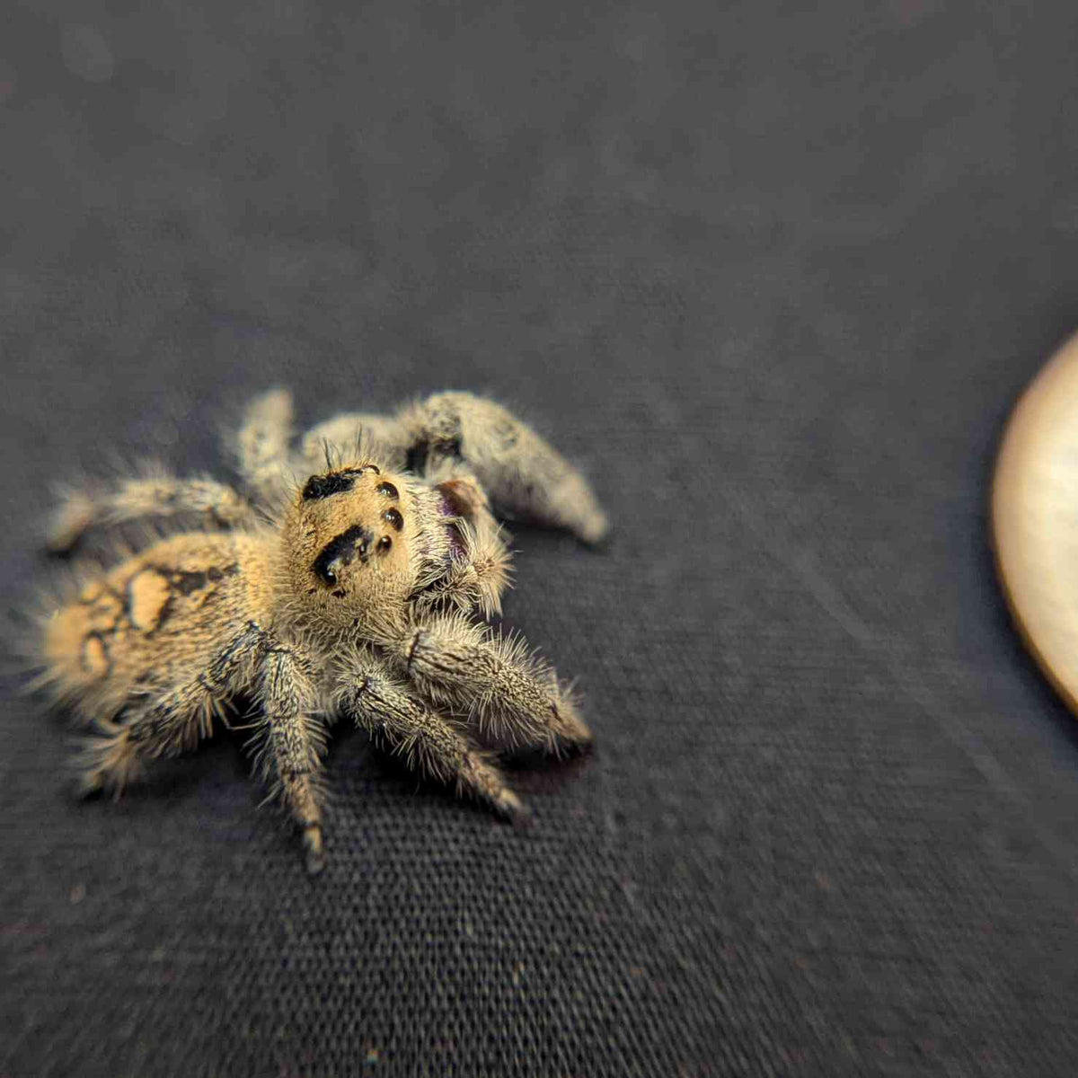 Regal Jumping Spider "Royal"