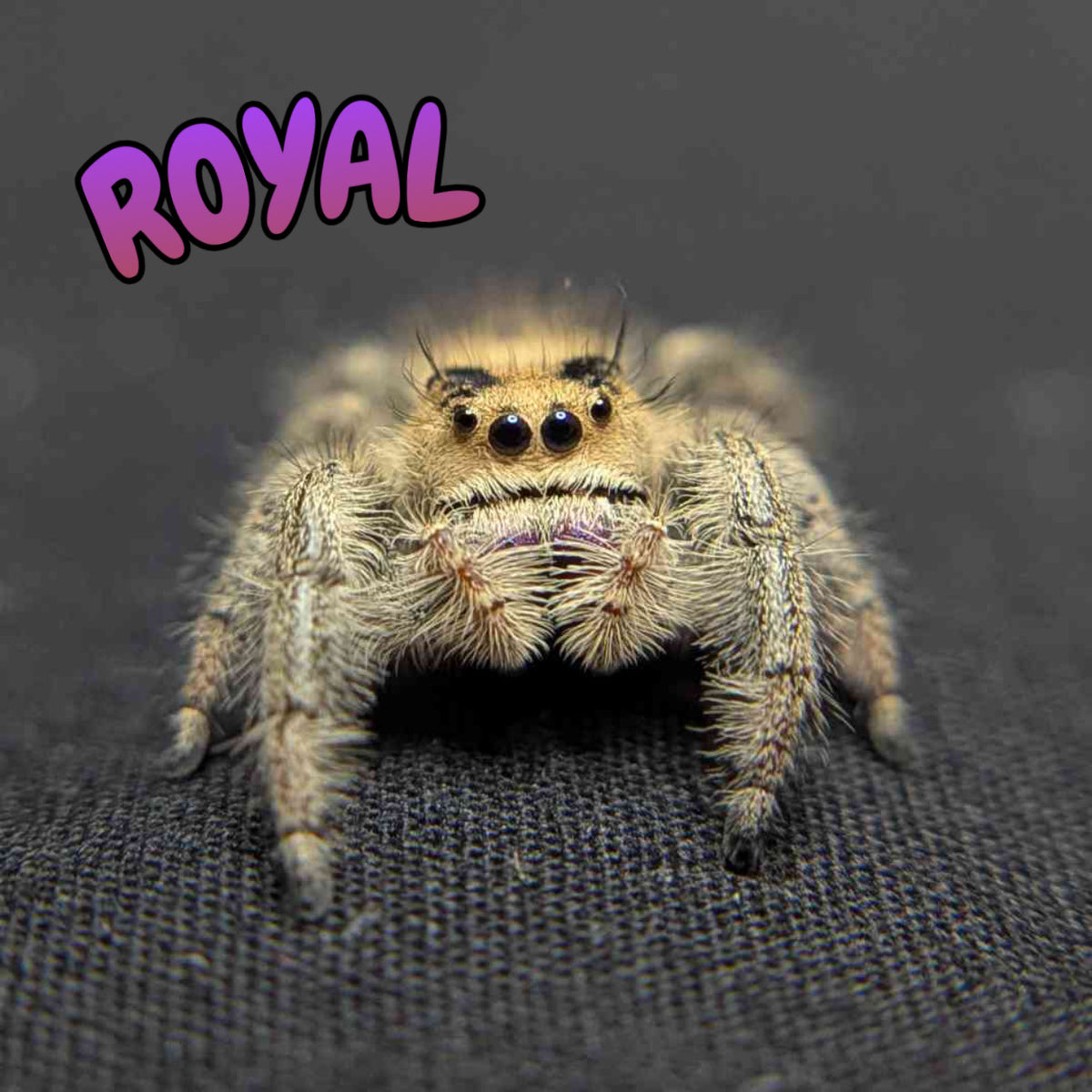 Regal Jumping Spider "Royal"