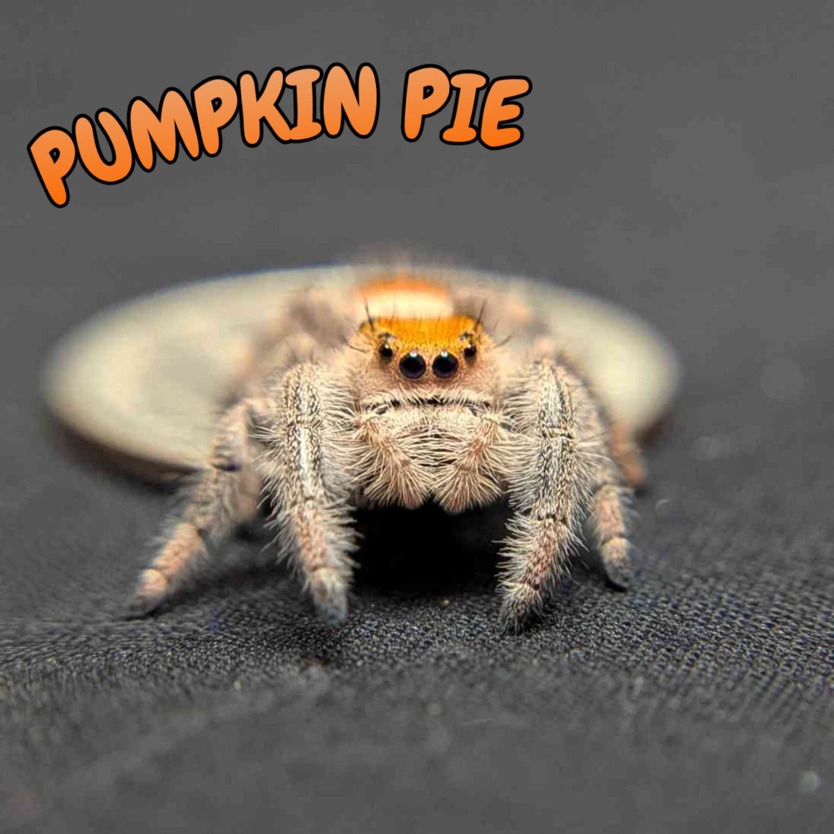Regal Jumping Spider "Pumpkin Pie"