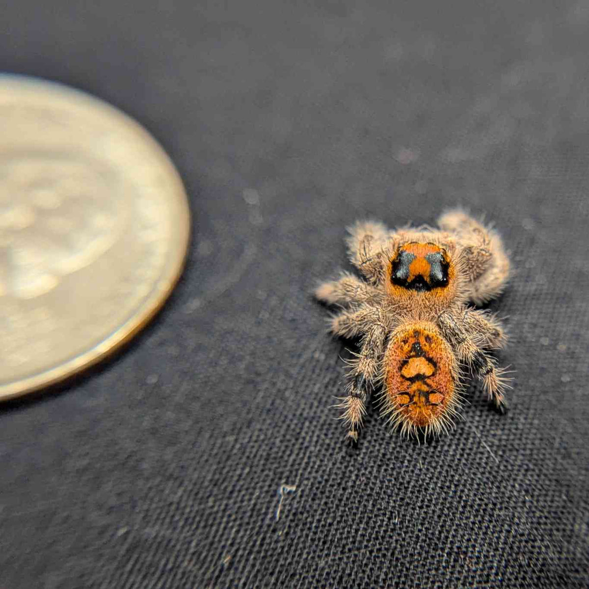 Regal Jumping Spider "Clementine"