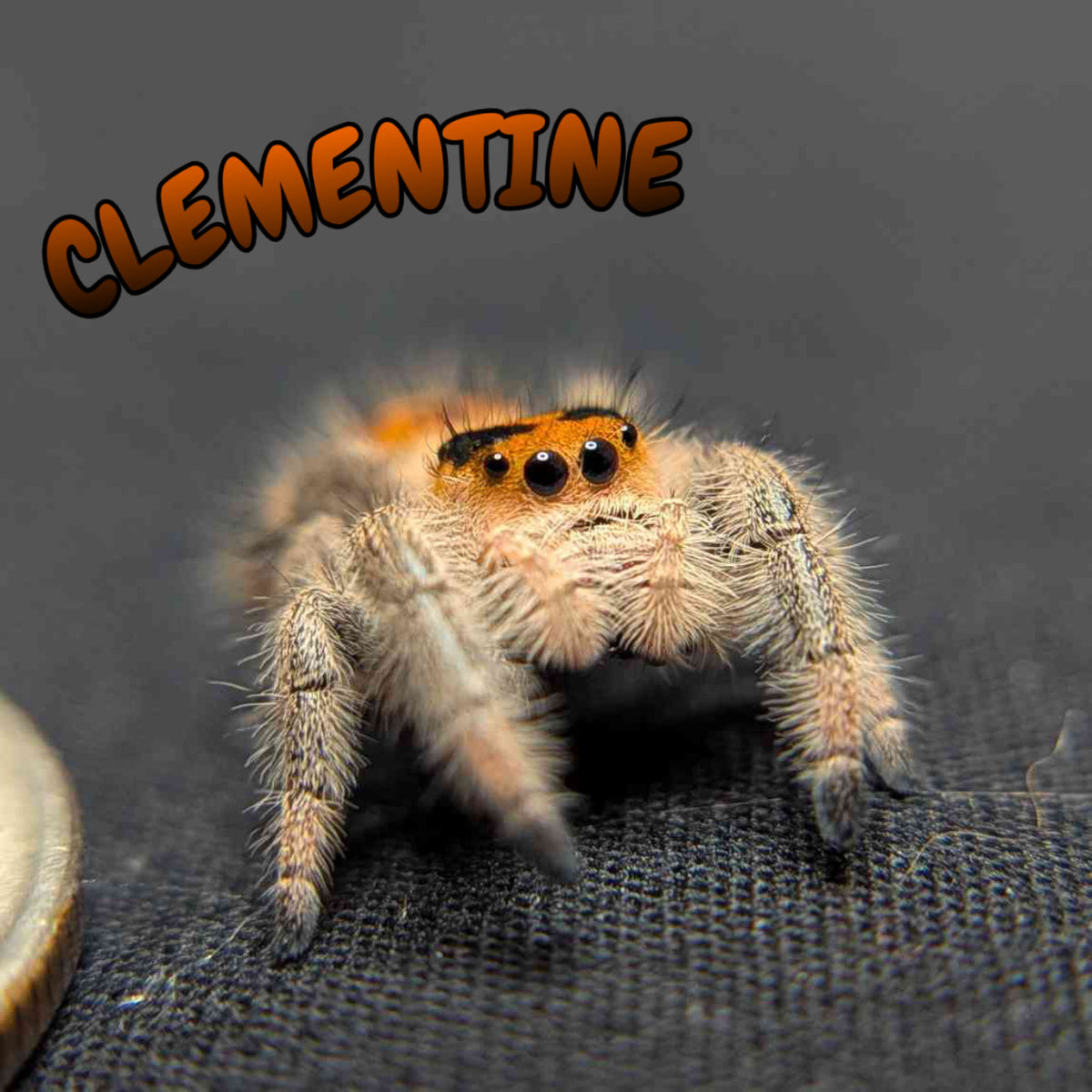 Regal Jumping Spider "Clementine"