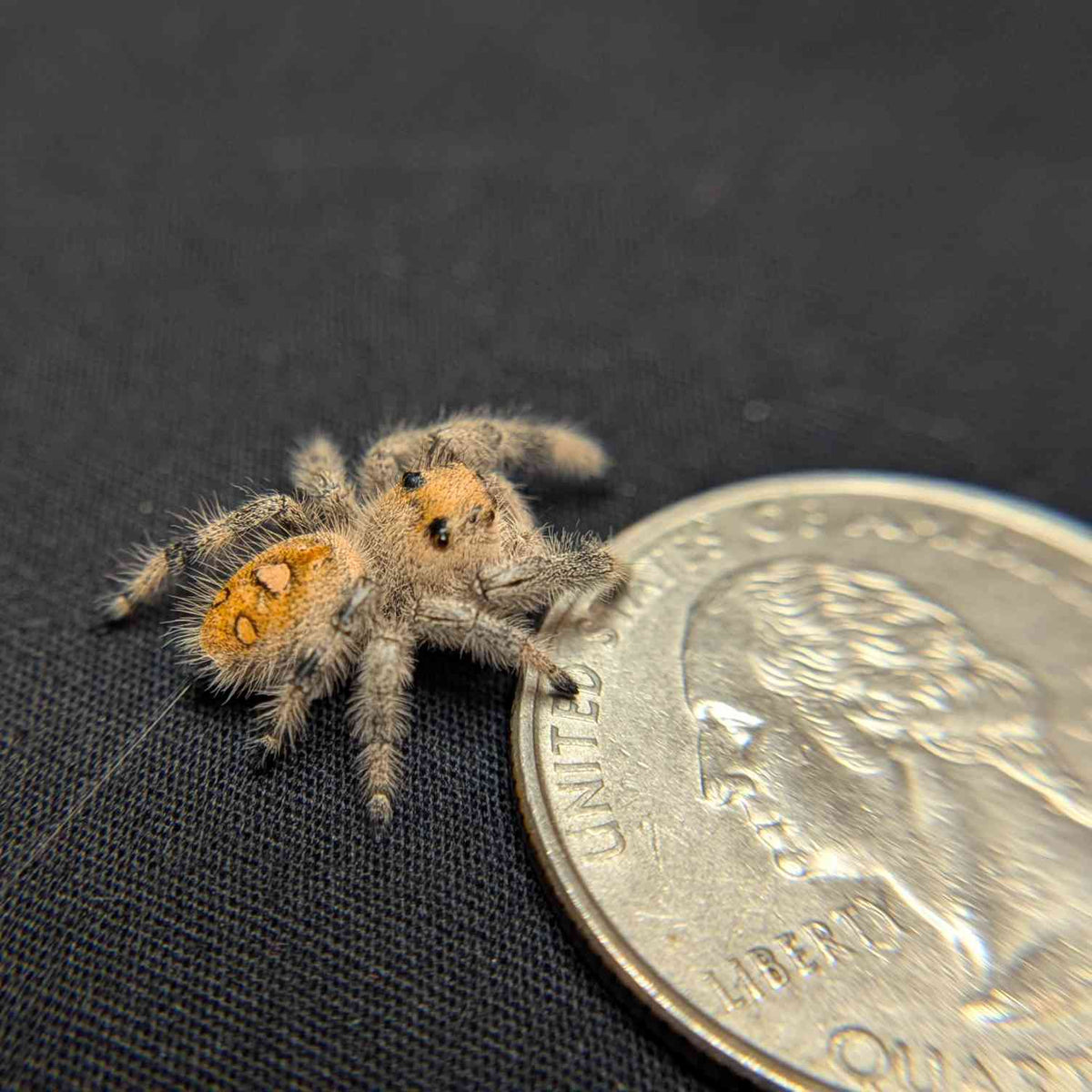 Regal Jumping Spider "Cinders"