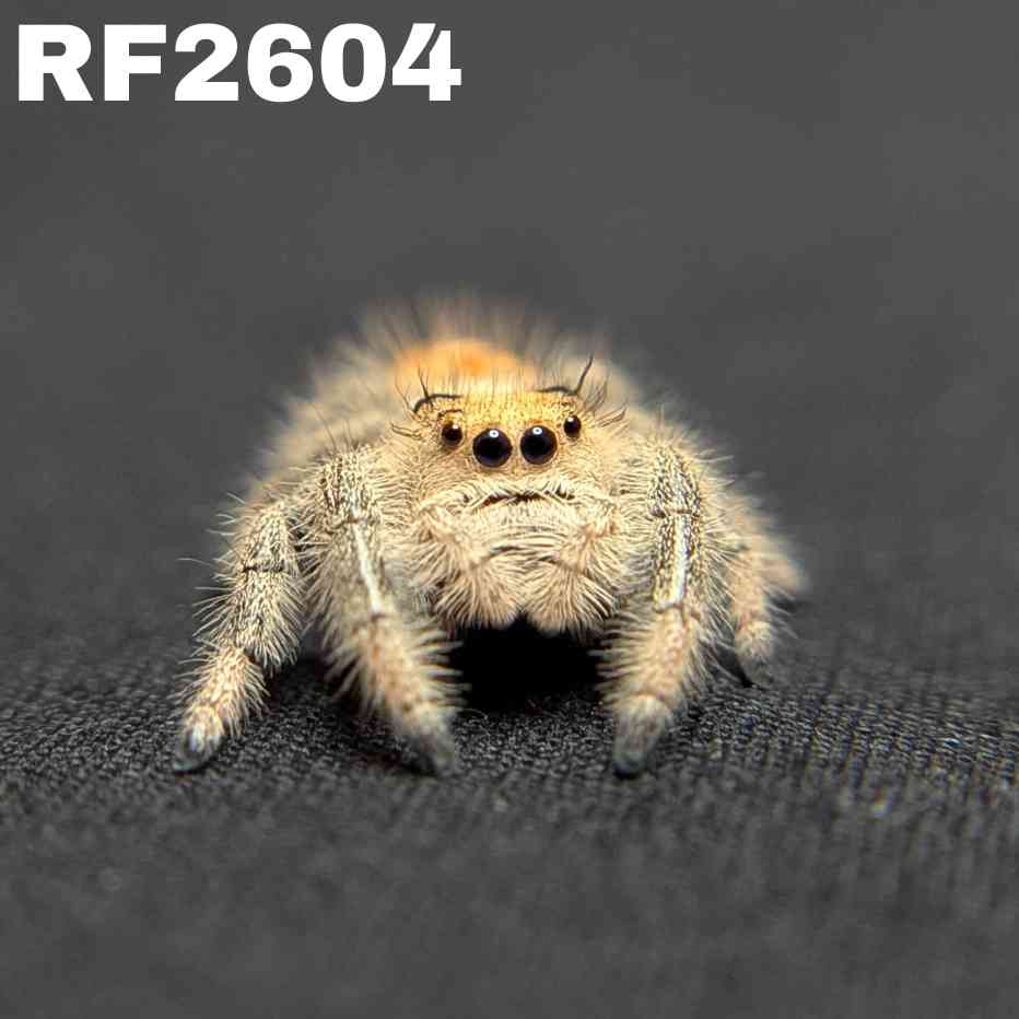 Regal Jumping Spider "Cinders"