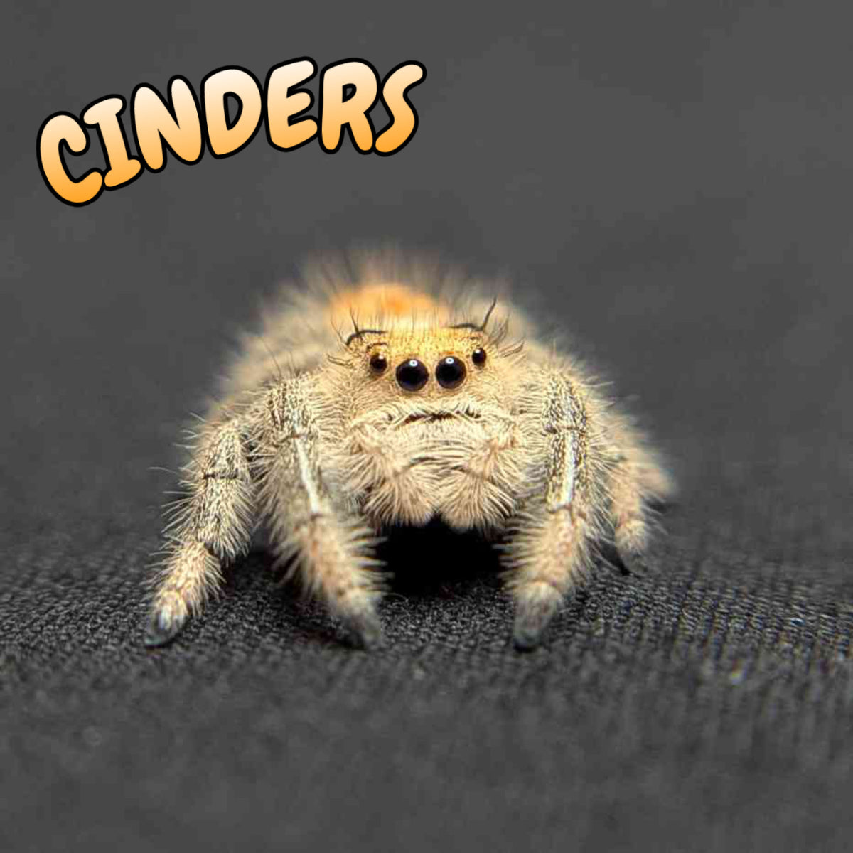Regal Jumping Spider "Cinders"