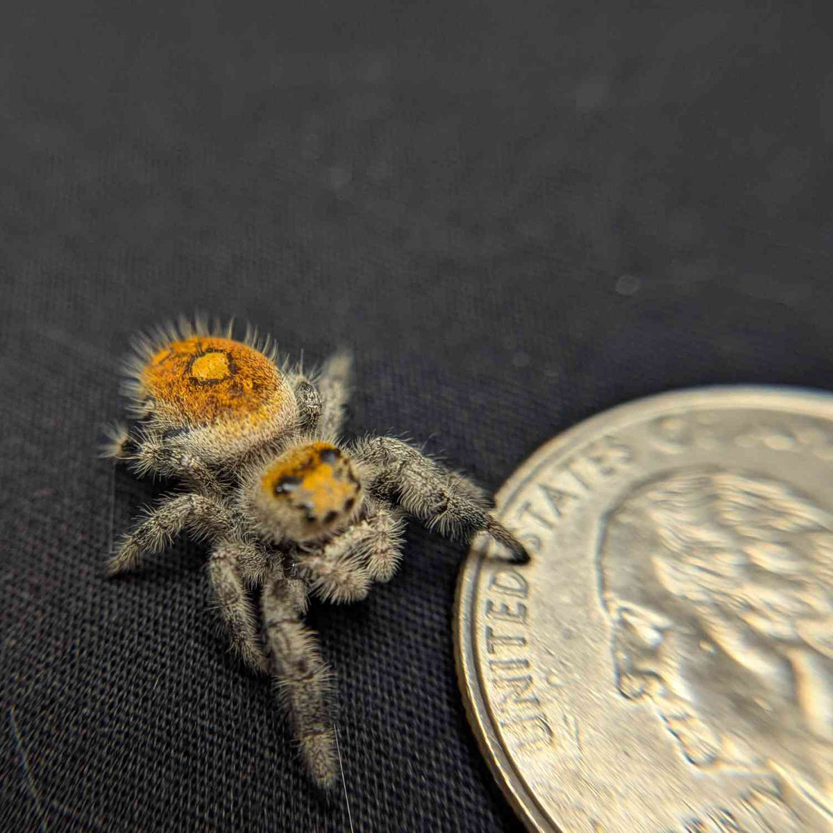 Regal Jumping Spider "Wafer"