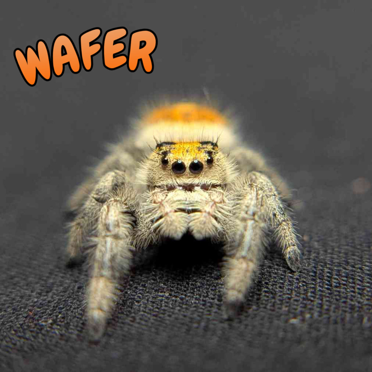 Regal Jumping Spider "Wafer"
