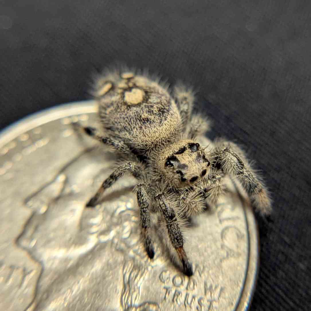 Regal Jumping Spider "Vanilla"