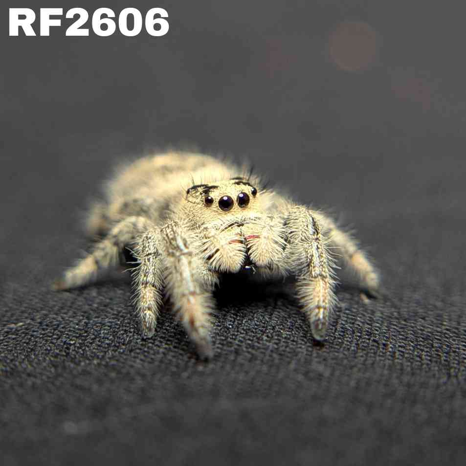 Regal Jumping Spider "Vanilla"