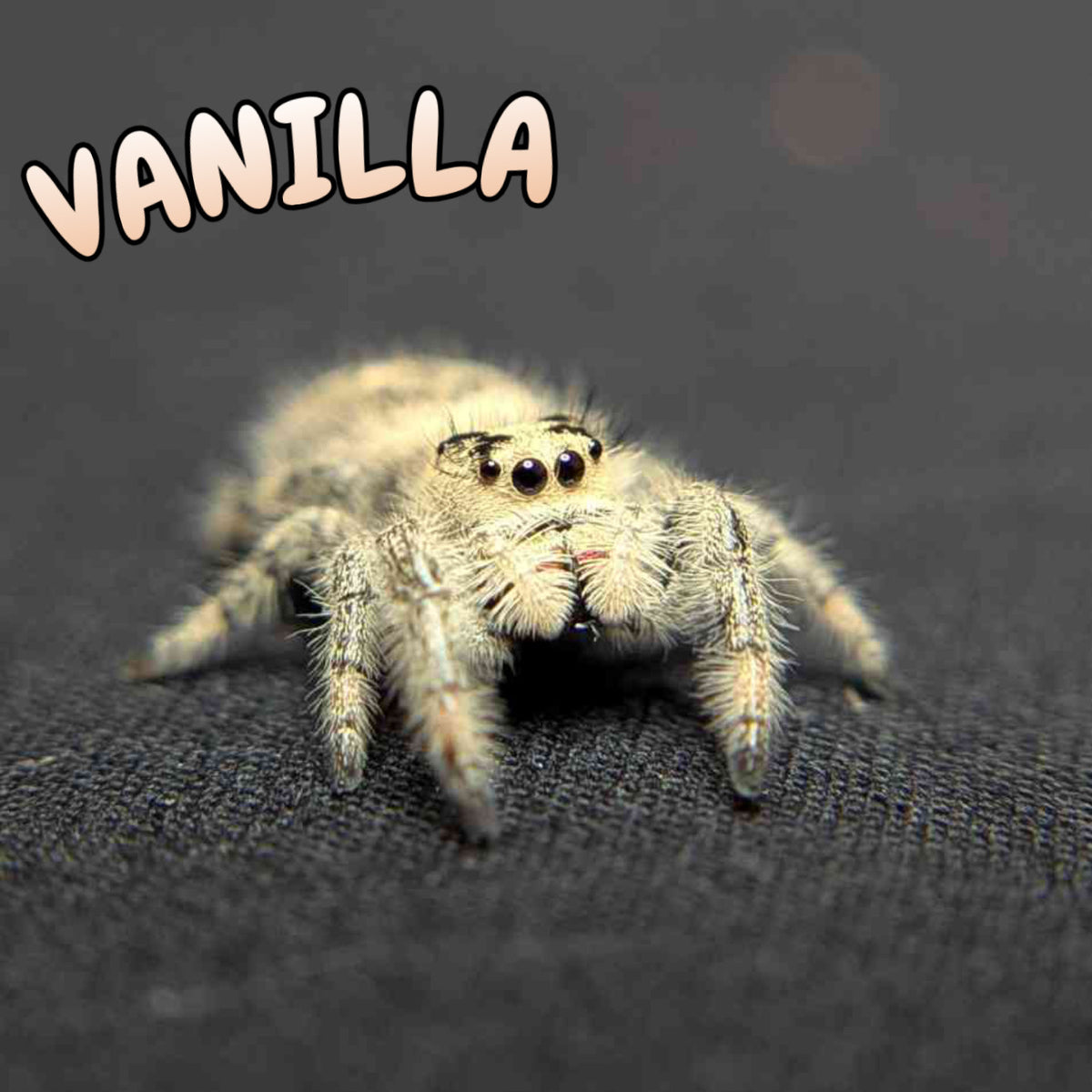 Regal Jumping Spider "Vanilla"