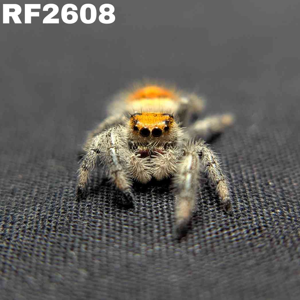 Regal Jumping Spider "Citrine"