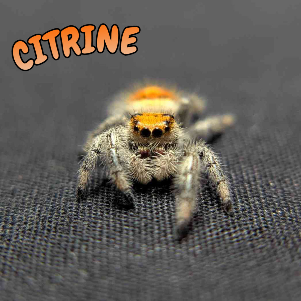Regal Jumping Spider "Citrine"