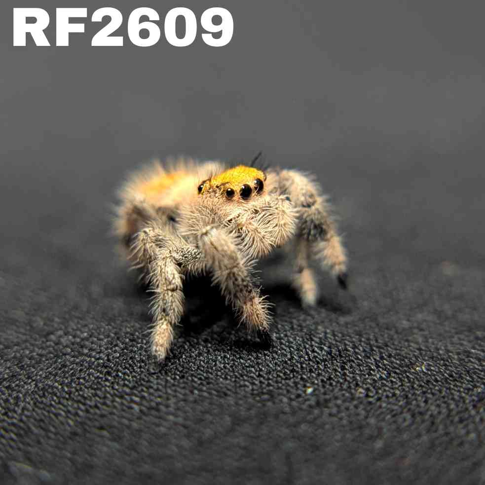 Regal Jumping Spider “Sangria”