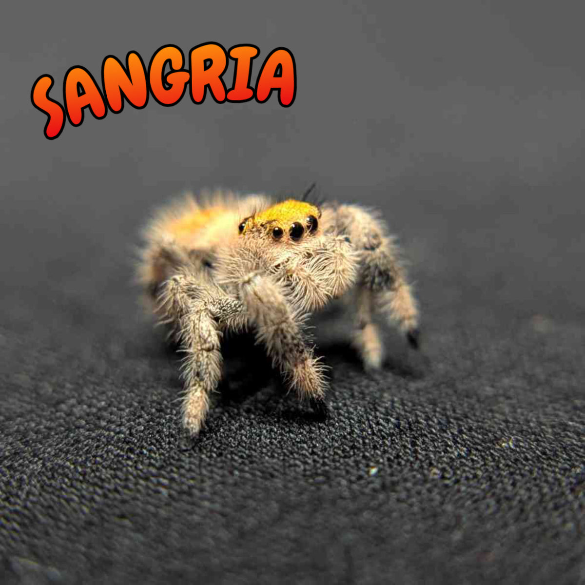 Regal Jumping Spider “Sangria”