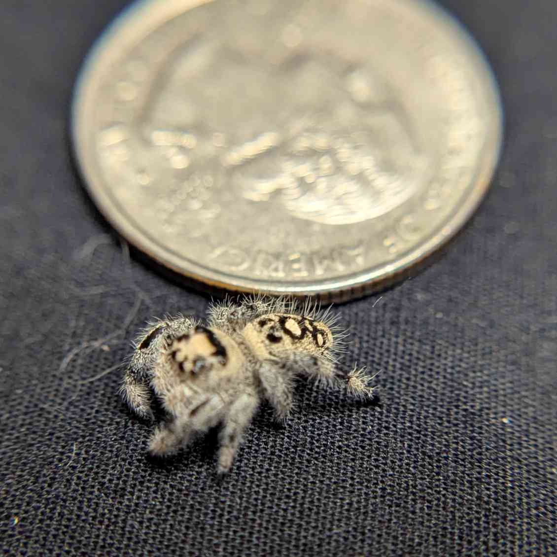 Regal Jumping Spider "Sourdough"