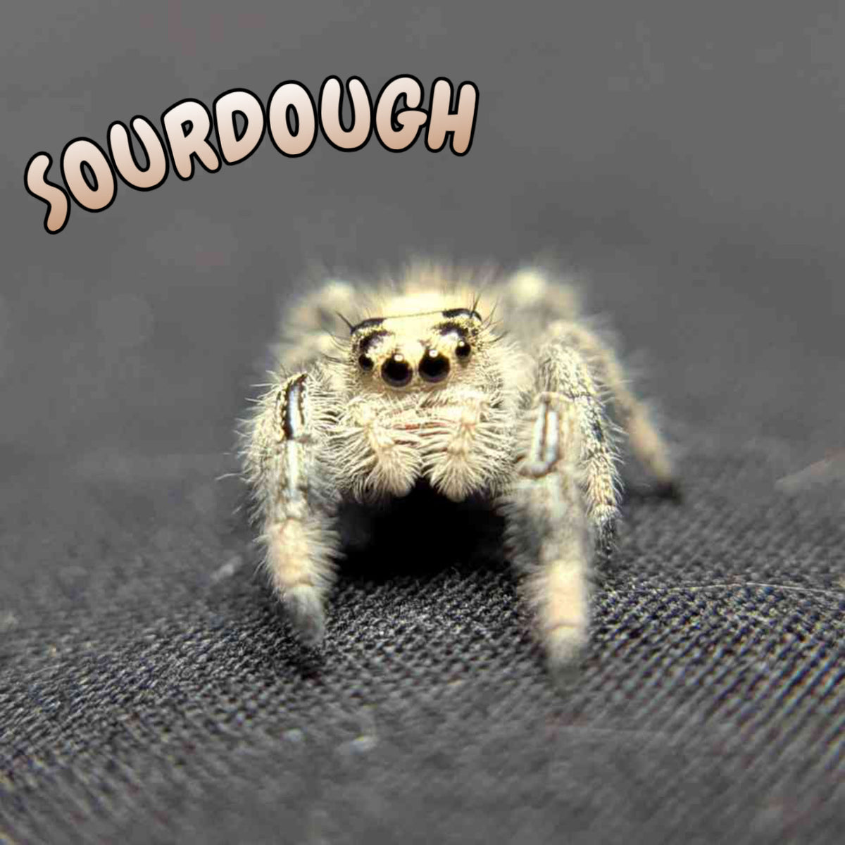 Regal Jumping Spider "Sourdough"