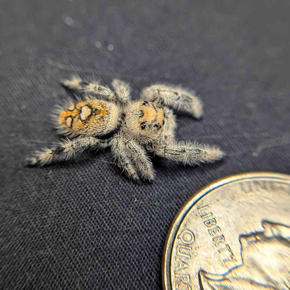 Regal Jumping Spider "Ginger"