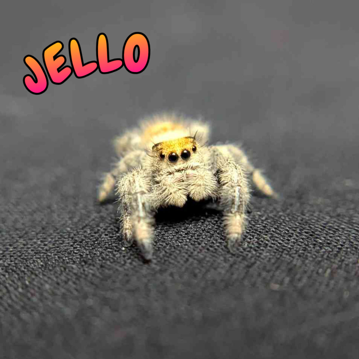 Regal Jumping Spider "Jello"