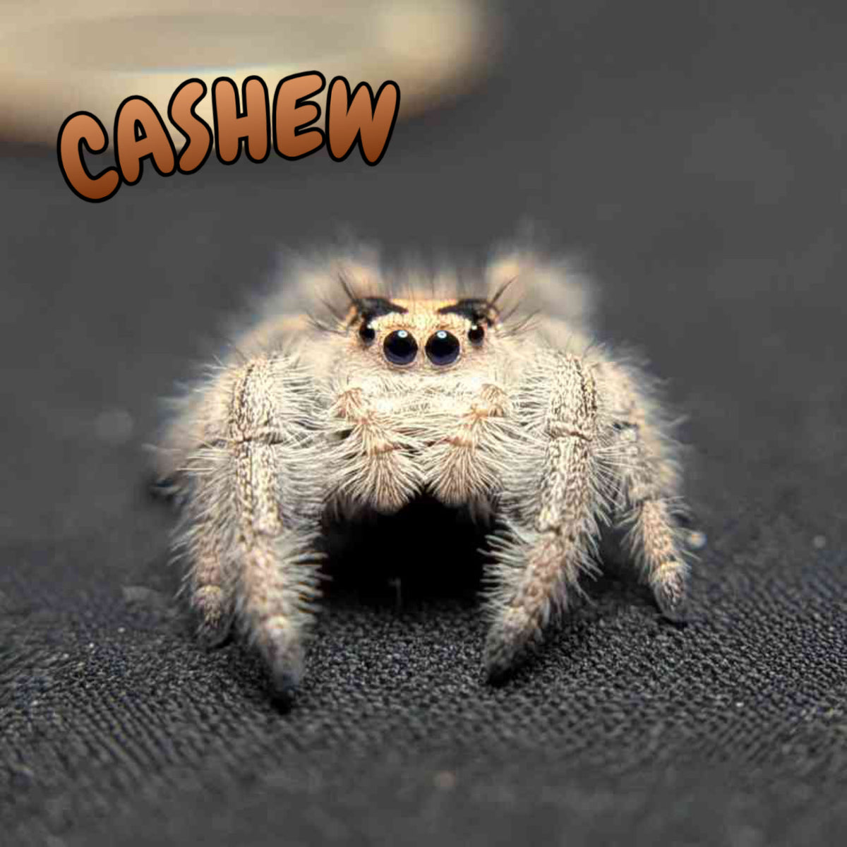 Regal Jumping Spider "Cashew"