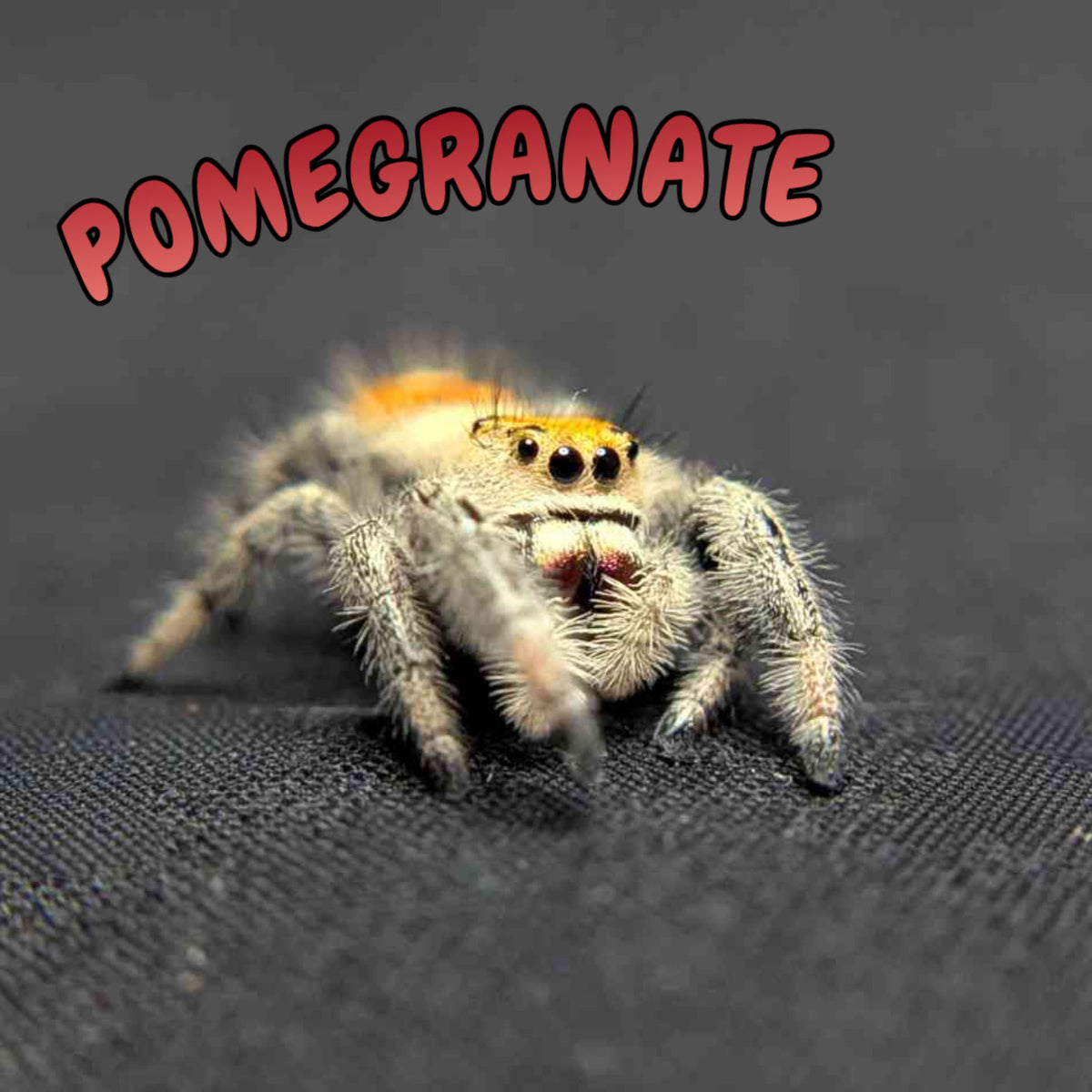 Regal Jumping Spider "Pomegranate"