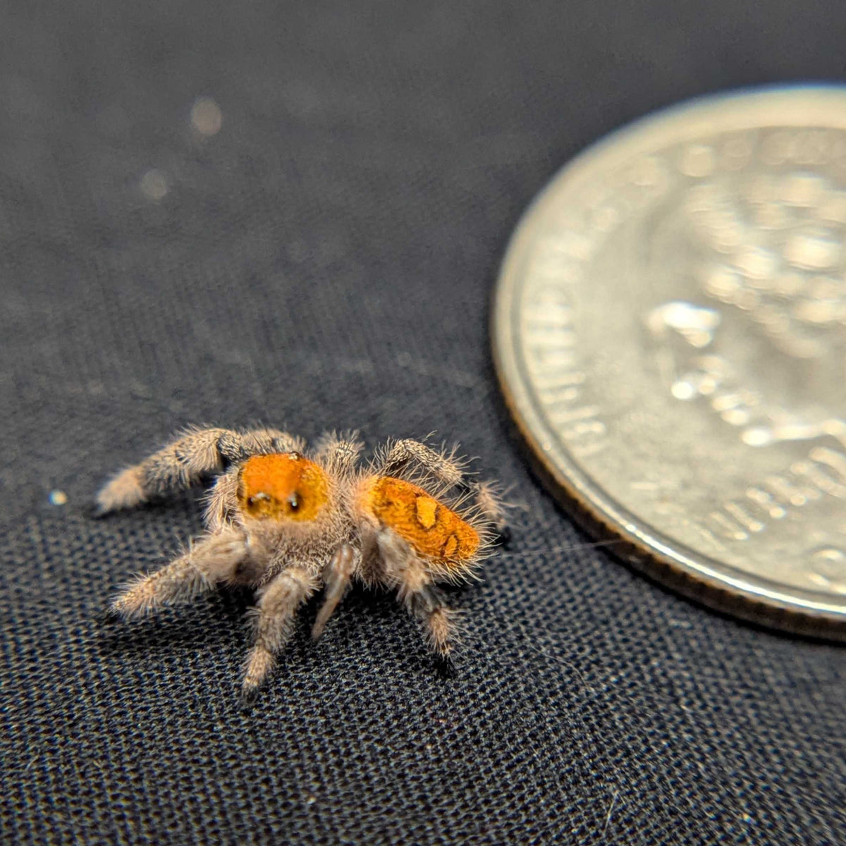 Regal Jumping Spider "Matches"