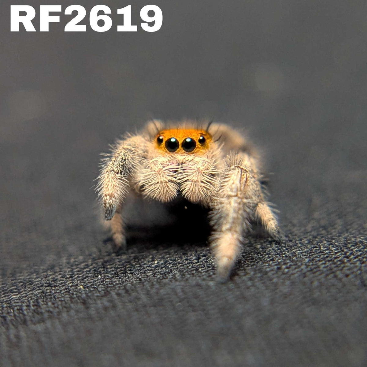 Regal Jumping Spider "Matches"