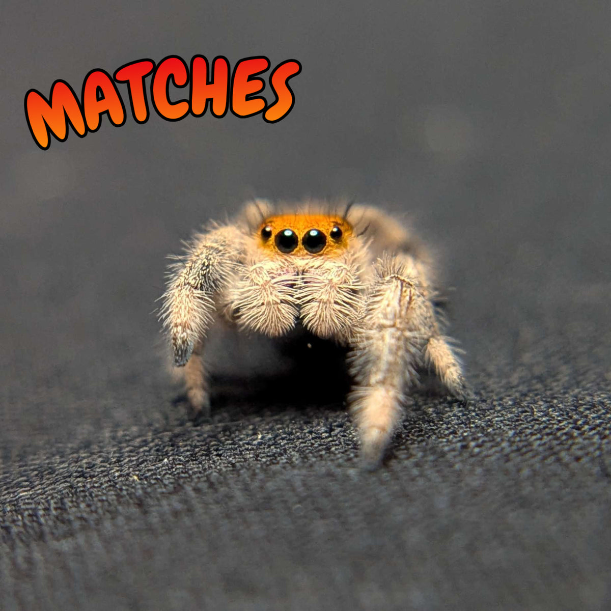 Regal Jumping Spider "Matches"