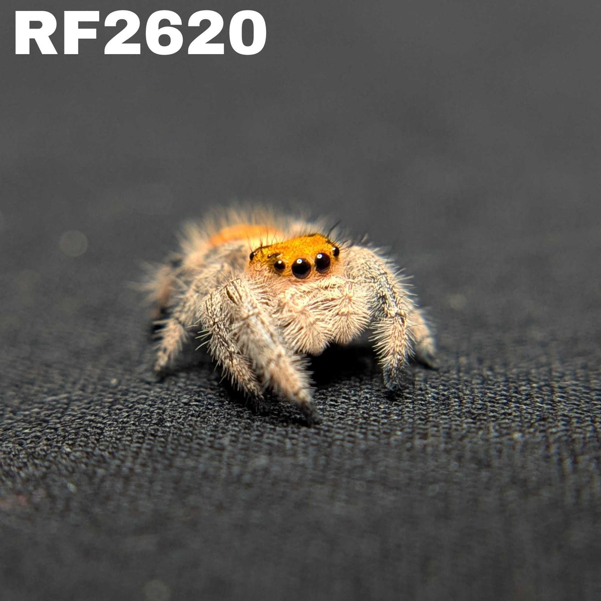 Regal Jumping Spider "Flower"