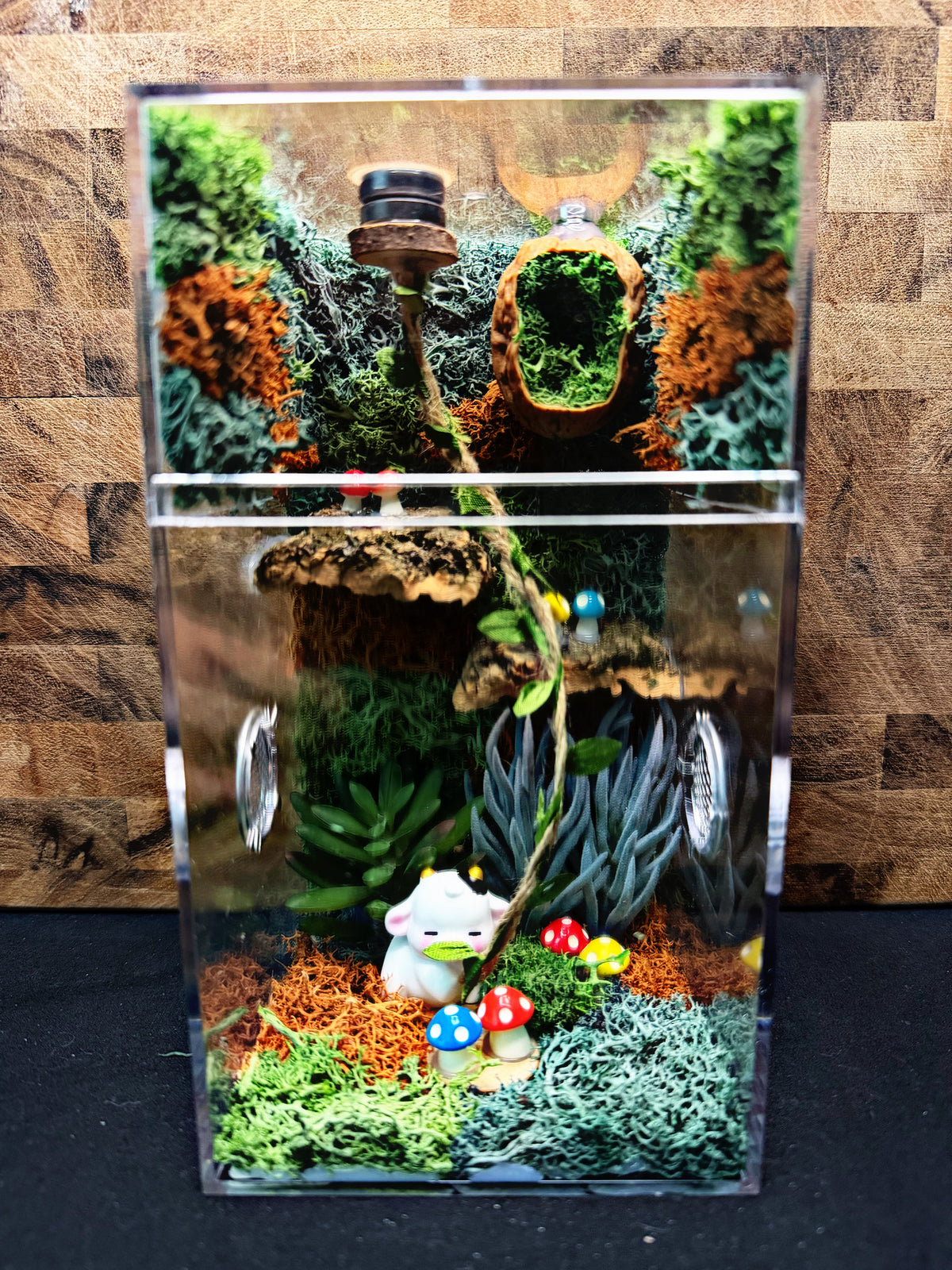 Custom Jumping Spider Enclosure